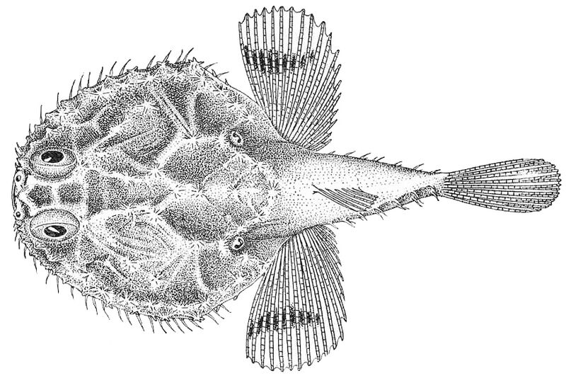Файл:Halieutichthys caribbaeus.jpeg