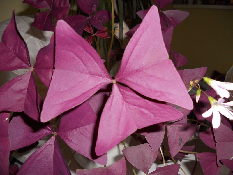 Файл:Oxalis triangularis - DSCN0066.JPG