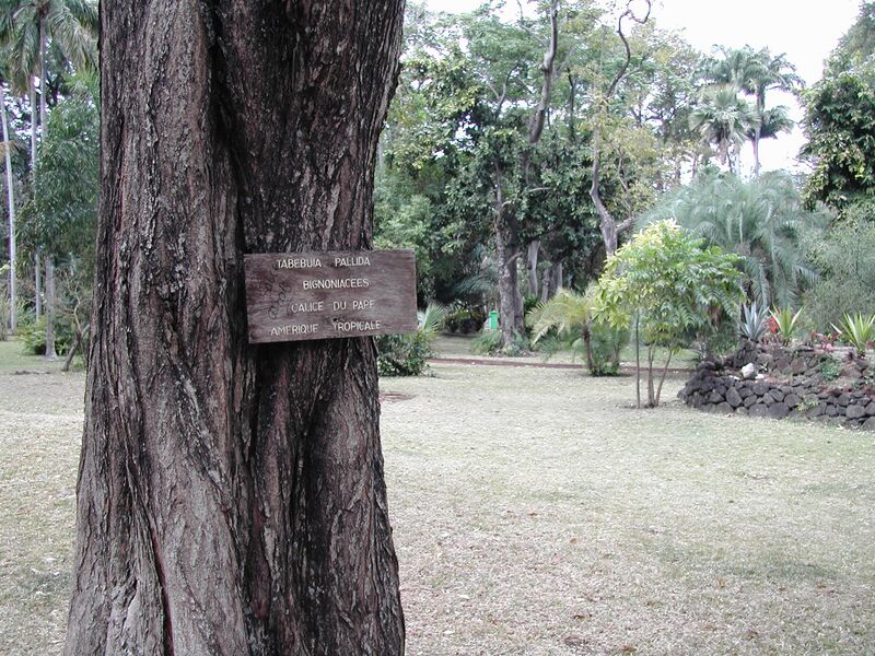 Файл:Plaque-Tabebuia-pallida-Réunion.JPG