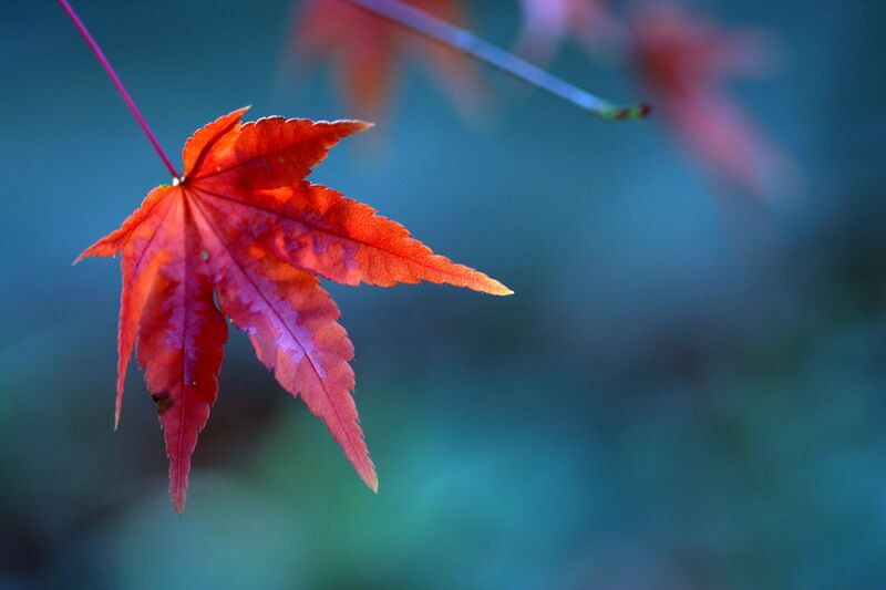Файл:Red maple leaf.jpg