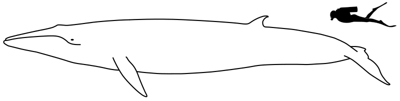 Файл:Rice's whale size.svg