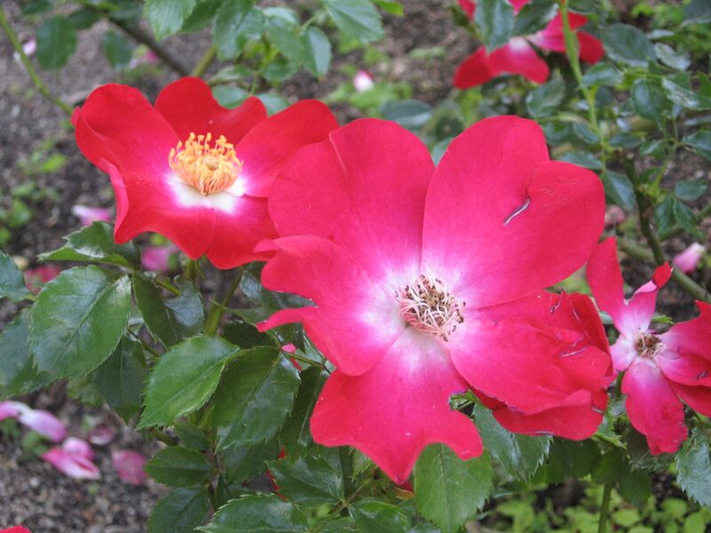 Файл:Rosa 'Dortmund' HRM.JPG