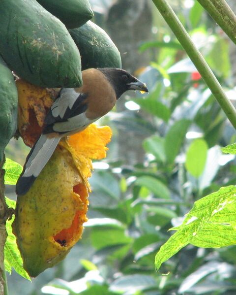 Файл:Rufous-Treepie.JPG