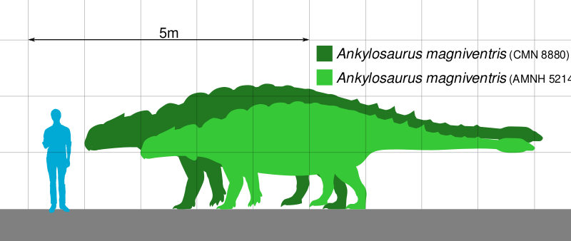 Файл:Ankylosaurus Scale V2.svg