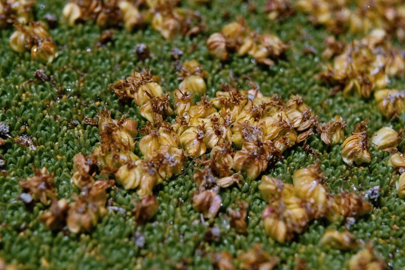 Файл:Azorella compacta close-up.JPG