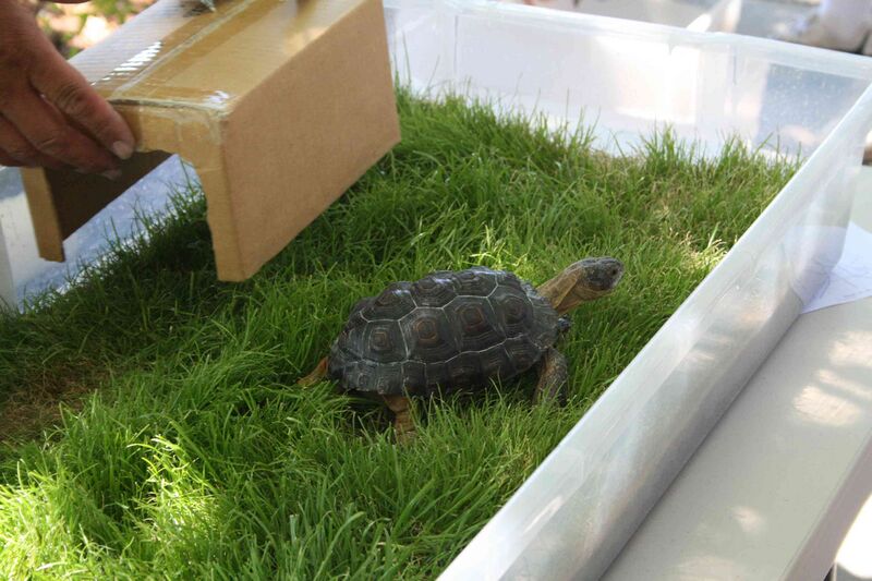 Файл:Box Turtle.JPG