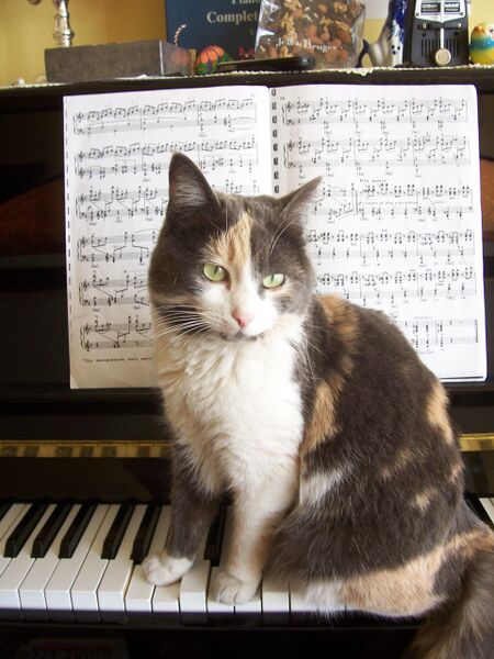 Файл:Chat au piano.JPG