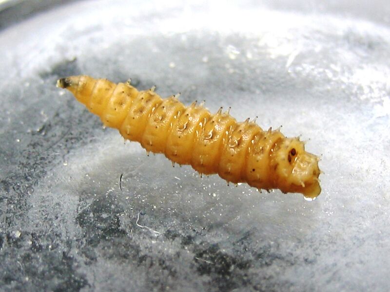 Файл:Chrysomya rufifacies Larva 1.JPG