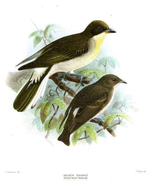 Файл:IndicatorProdotiscusKeulemans.jpg