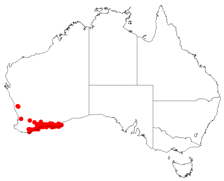 Файл:Isopogon polycephalusDistMap28.png