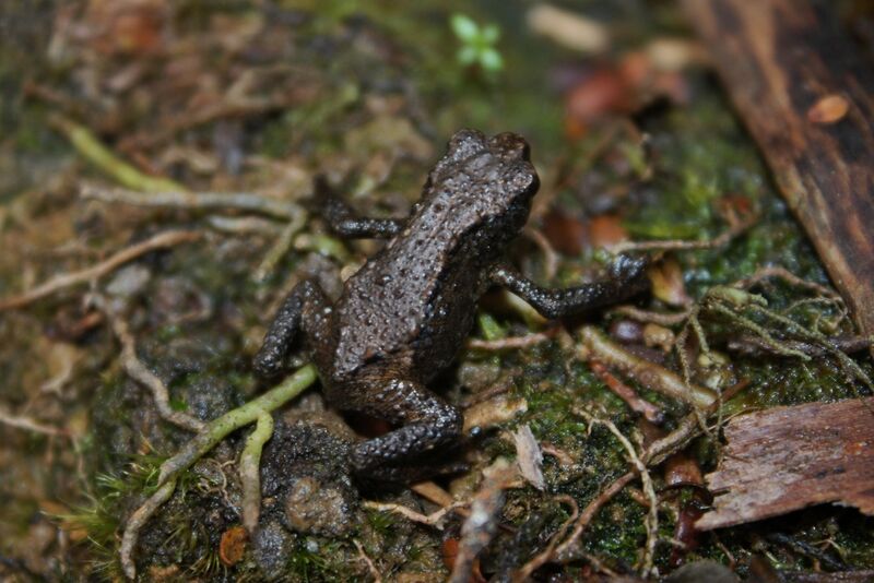 Файл:Kinabalu Dwarf Toad (Pelophryne misera)4.jpg