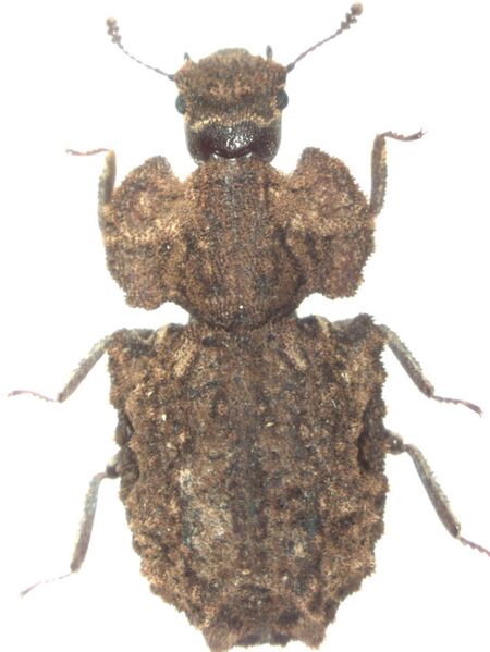 Файл:Pristoderus bakewelli.jpg