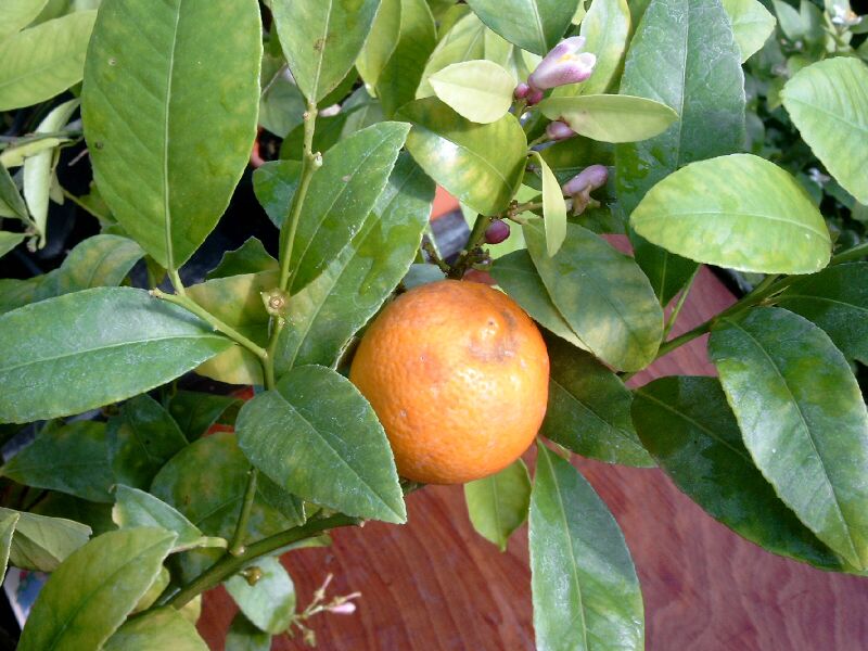 Файл:Rangpur limette.jpg