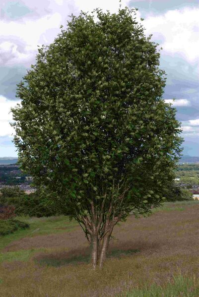 Файл:Rowan tree.jpg