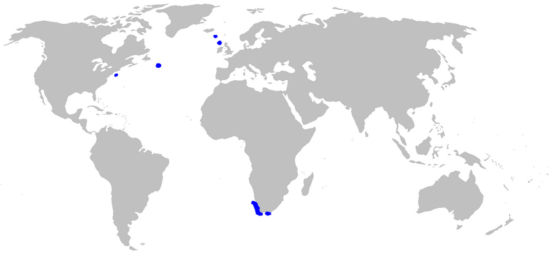 Файл:Apristurus microps distmap.png