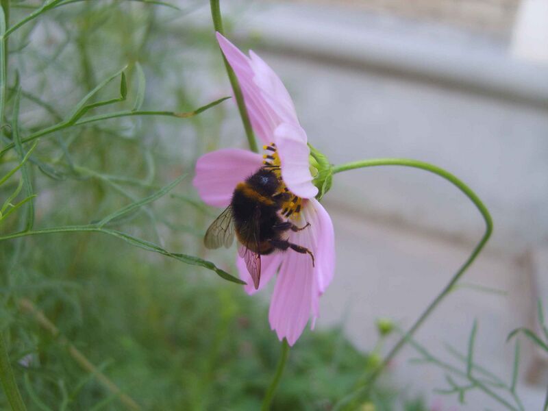 Файл:Bumblebee on Cosmos.JPG