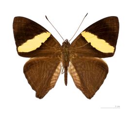 Colobura dirce