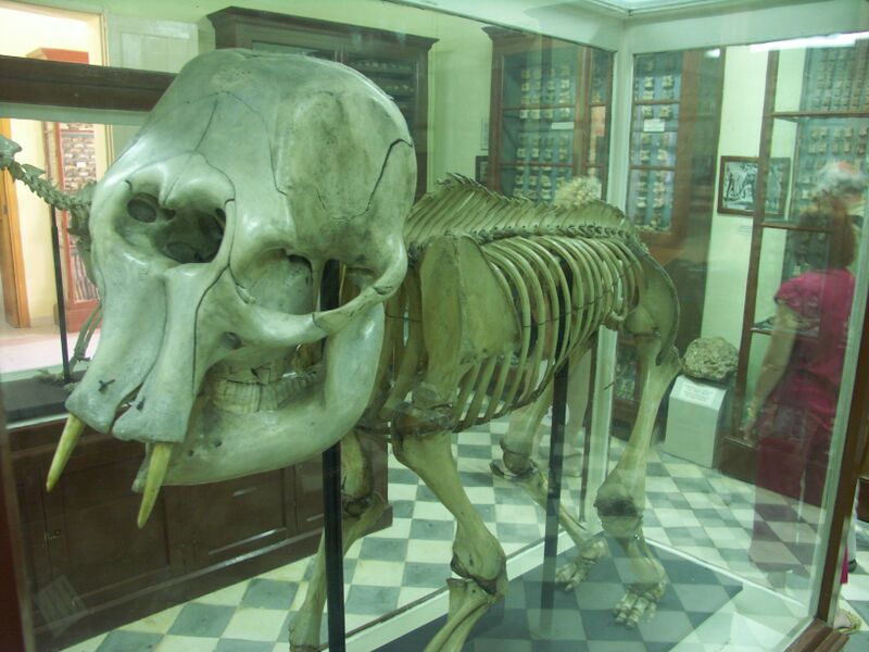 Файл:GharDalam-ElephantNain.JPG