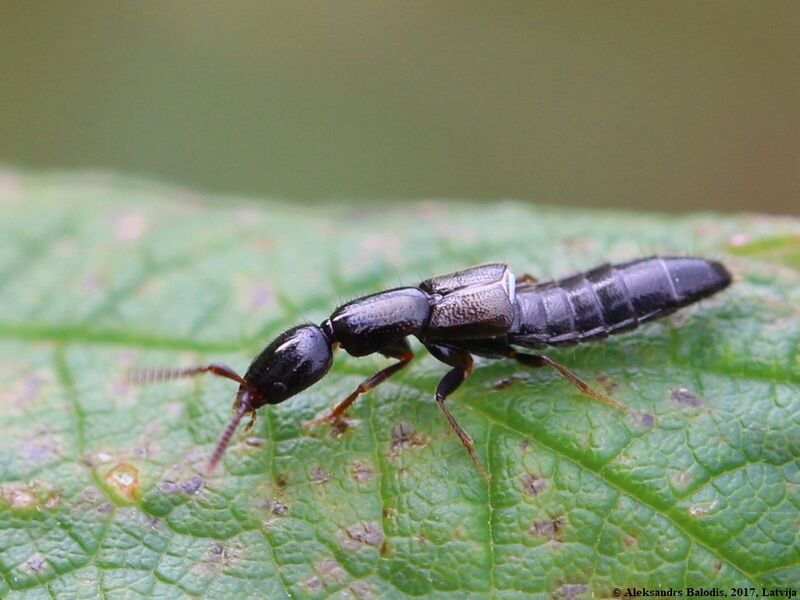 Файл:Leptacinus intermedius 02.JPG