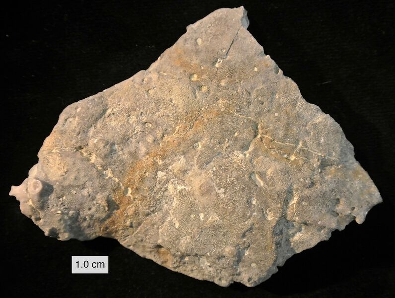 Файл:Peronopora080512.JPG