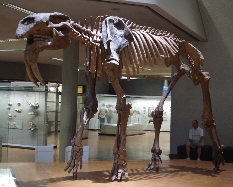 Файл:Prodeinotherium bavaricum.JPG