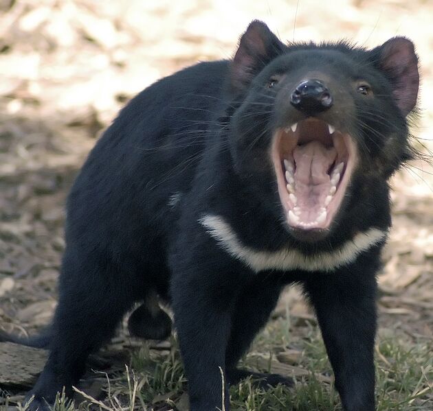 Файл:Tasdevil large.jpg