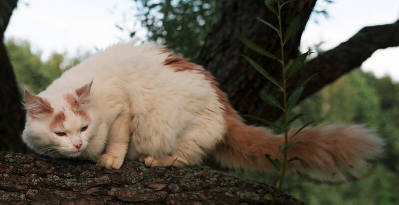 Файл:Turkish Van.jpg
