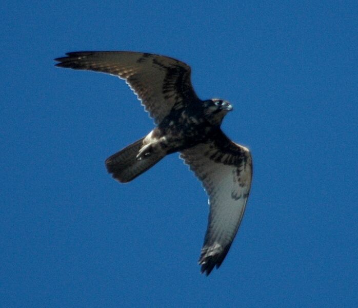 Файл:Brown Falcon flight bowra mar08a.JPG