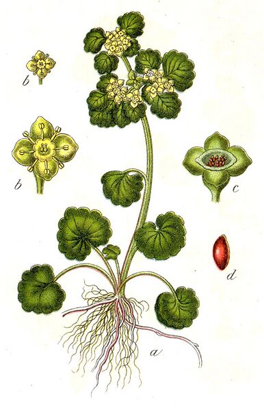 Файл:Chrysosplenium alternifolium Sturm62.jpg
