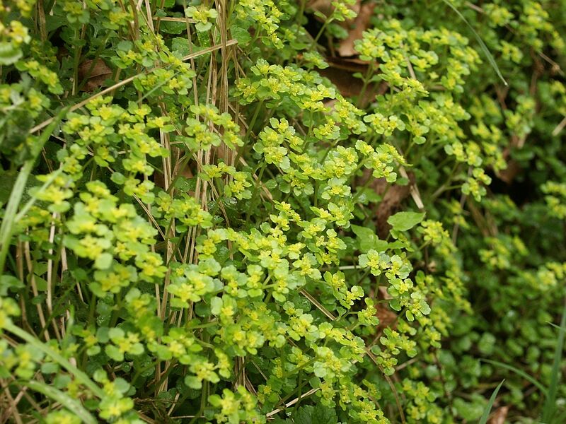 Файл:Chrysosplenium oppositifolium 240405b.jpg