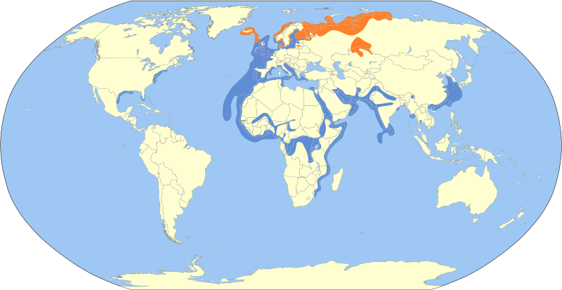 Файл:Larus fuscus map.svg