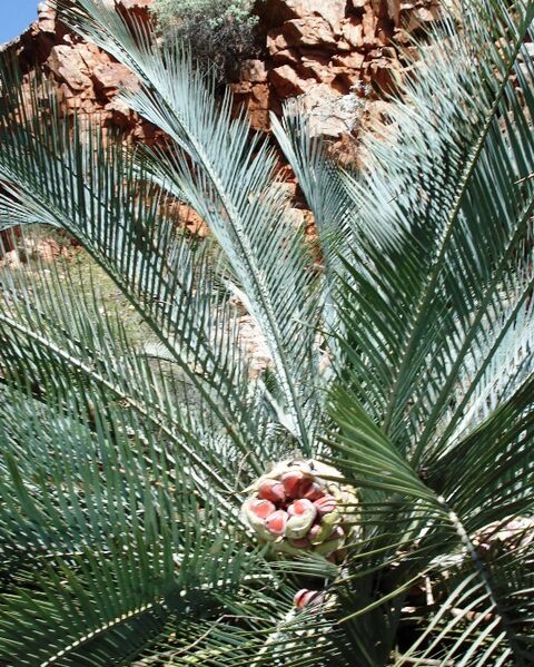 Файл:Macrozamia macdonnellii.JPG