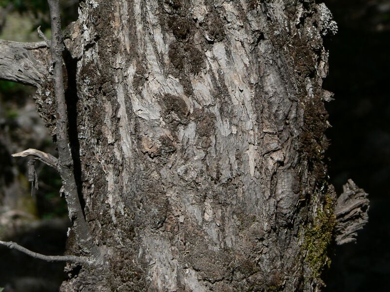 Файл:Quercus chrysolepis 08567.JPG