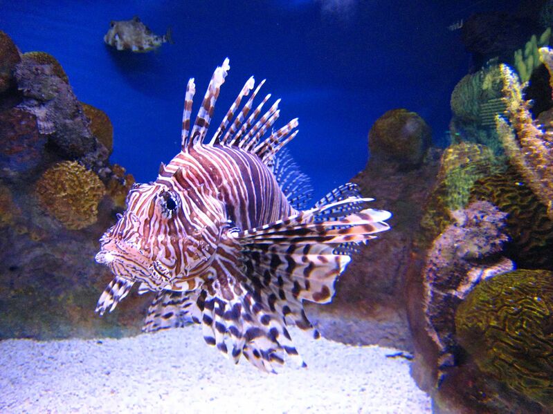 Файл:Rotfeuerfisch.JPG