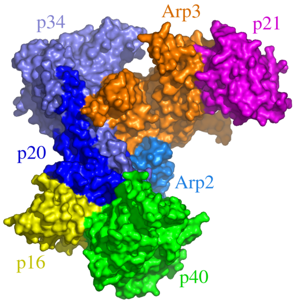 Файл:Arp2 3 complex.png