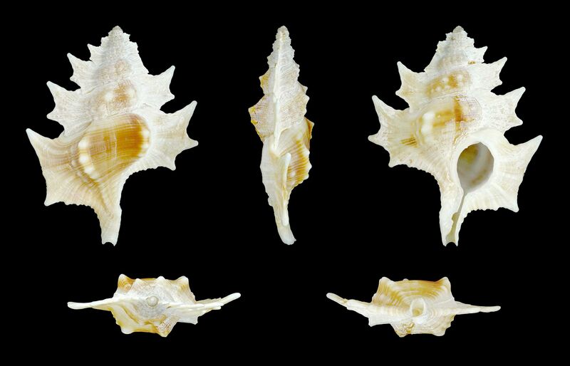 Файл:Biplex perca 01.JPG