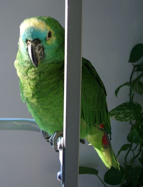 Файл:Bluefrontedamazon frontal.jpg