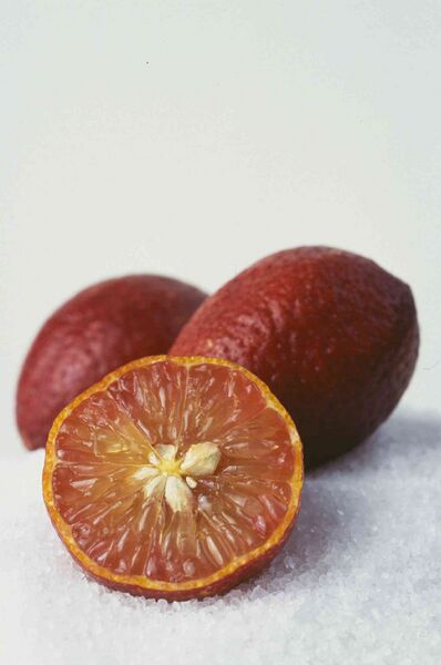 Файл:CSIRO ScienceImage 7979 Blood limes.jpg
