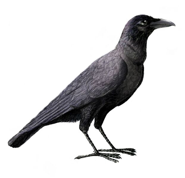 Файл:Corvus enca.jpg