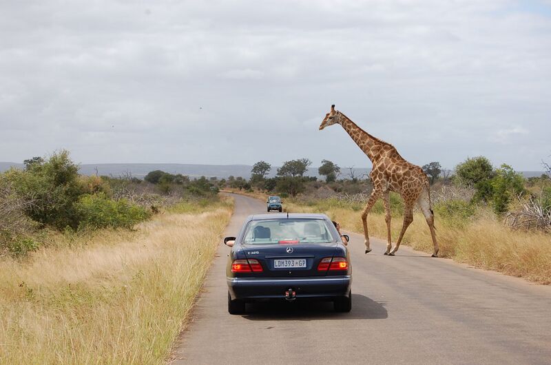 Файл:Kruger Giraffe.JPG