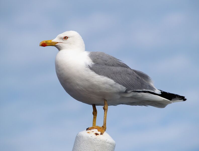 Файл:Larus michahellis LC0046.jpg