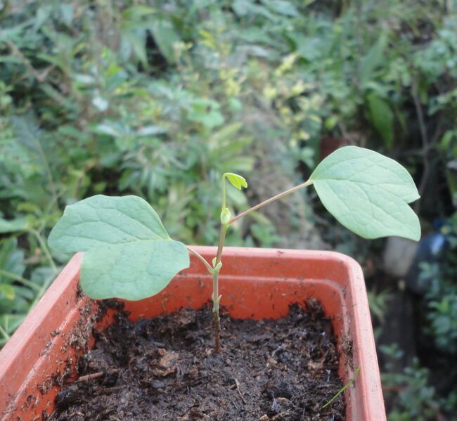 Файл:Liriodendron MSU.JPG