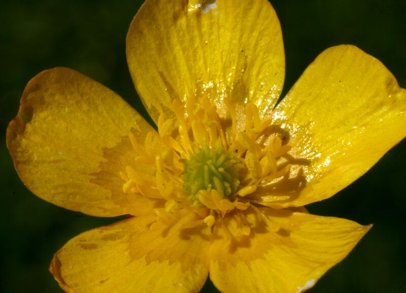Файл:Ranunculus acris ENBLA07.JPG