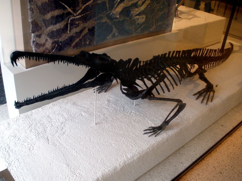 Файл:Rutiodon carolinensis.JPG
