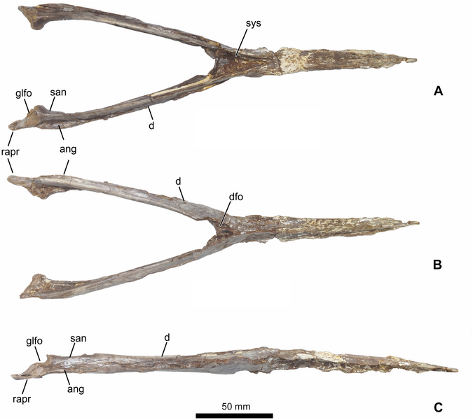 Файл:Aymberedactylus.PNG