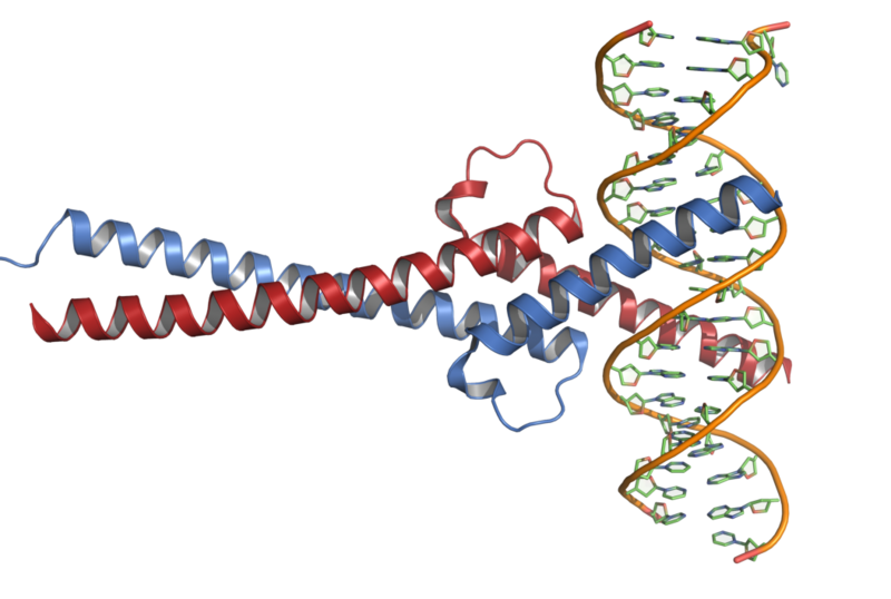 Файл:C-Myc-DNA complex.png