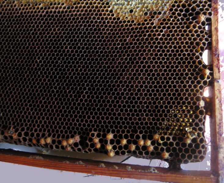 Файл:LayingWorkerBee.jpg