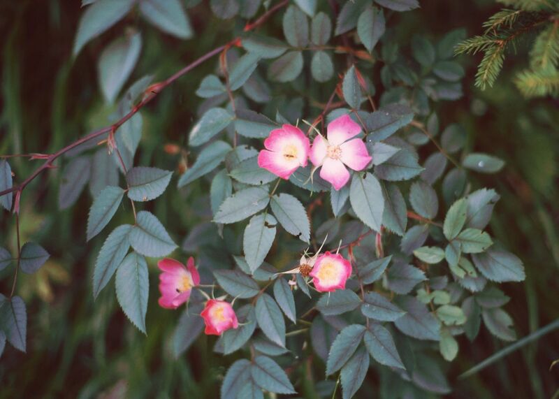 Файл:Rosa glauca.jpg