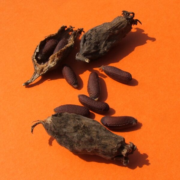 Файл:Semi Chimonanthus praecox.jpg