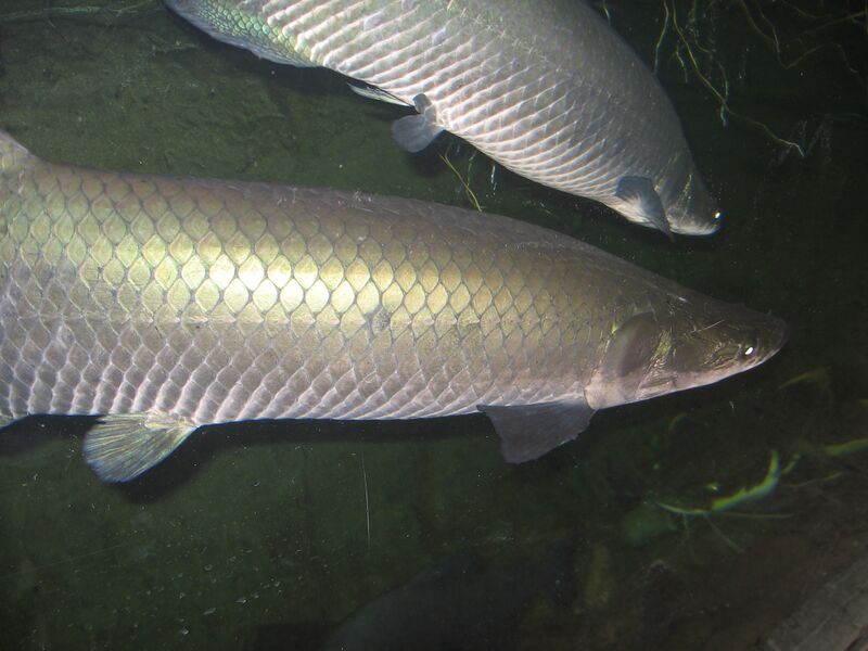 Файл:Arapaima049.JPG
